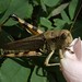 Rose Hopper Photo 16