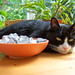 Ronnie Bowen Photo 7