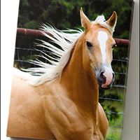 Janie Cross Photo 5