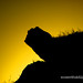 Khalid Muhammad Photo 35