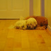 Jenny Huynh Photo 24