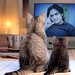 Ahmed Khan Photo 39