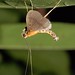 Ping Tsai Photo 10