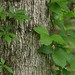 Virginia Ivy Photo 8