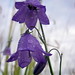 Ann Orth Photo 2