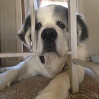 Nancy Gifford Photo 5
