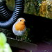 Robin Hough Photo 7
