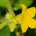 Flora Sharp Photo 10