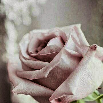 Rose Long Photo 39