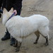 Frances Davies Photo 18