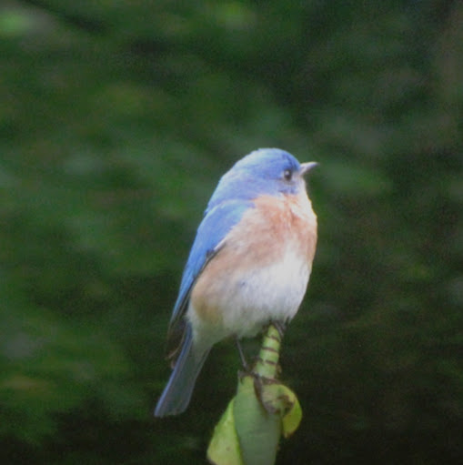 Debbie Mcpherson Photo 18