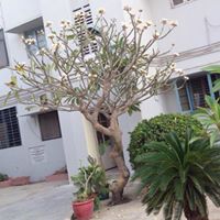 Zarin Shroff Photo 4