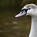 Thomas Swan Photo 24