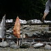 Erin Salmon Photo 11