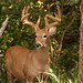 Cory Horn Photo 17