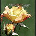 Robert Conard Photo 9