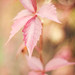 Shelley Luster Photo 14