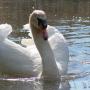 Deborah Swan Photo 27