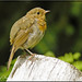 Robin Stump Photo 30