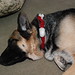 Portia Shepherd Photo 10