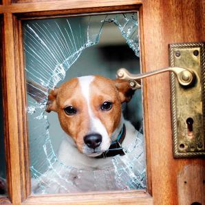 Jack Russell Photo 21