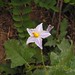Virginia Nettles Photo 10