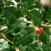 Holly Winter Photo 39