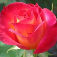 Muhammad Alam Photo 35