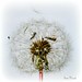 Ann Mcleod Photo 27