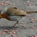 Robin Peacock Photo 29