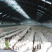 Qin Li Photo 12