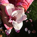 Maxine Harmon Photo 10
