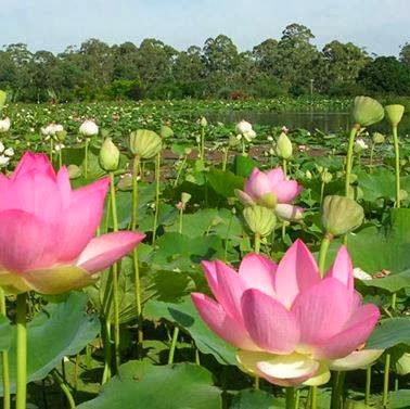 Phung Truong Photo 41