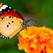 Flor Laos Photo 6