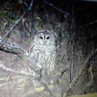 Susan Lanham Photo 12