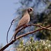 Alice Bird Photo 15