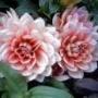 Judy Tolle Photo 13