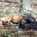 Sandy Fox Photo 41