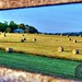 Allen Hays Photo 14
