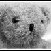 Teddy Rogers Photo 15