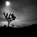 Roy Parsons Photo 22
