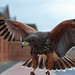 Dean Harris Photo 30