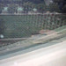 Deborah Adams Photo 28