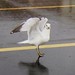 Bill Elkins Photo 19