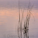 Dianne Reed Photo 24