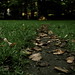 Forest Lucas Photo 2