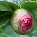 Camelia Ho Photo 14