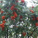 Misty Berry Photo 37