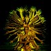 Linh Vu Photo 13