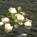 Nancy Bergeson Photo 3